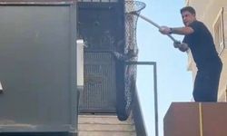 Batman'da metruk binada kilitli kalan 5 yavru kedi kurtarıldı