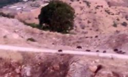 Diyarbakır'da domuz sürüsü