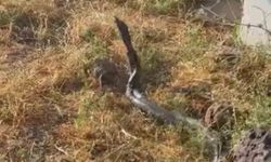 Diyarbakır'da yaklaşık üç metre uzunluğundaki yılanlar görüntülendi
