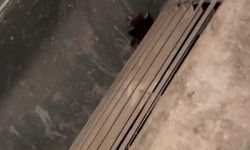 Havalandırma kazanına düşen 2 yavru kedi kurtarıldı