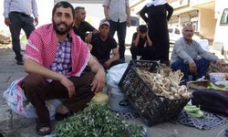Kendiliğinden yetişen semizotu kimine sağlık kimine geçim kaynağı
