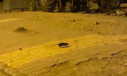 Lağım fareleri tedirginliğe yol açıyor