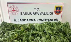 Şanlıurfa'da 35 kök kenevir ele geçirildi: Bir gözaltı