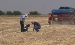 Şanlıurfa'da 'anız yakmadan üretim' modeli yaygınlaşıyor