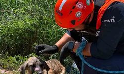 Siirt'te kuyuya düşen köpek kurtarıldı
