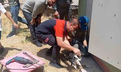 Trafo deliğine başı sıkışan kedi kurtarıldı