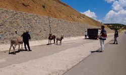 Başıboş bırakılan hayvanların sahiplerine ceza
