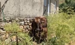 Bir ineği uçurumdan düştü; 7 inek, 5 buzağı sahibi oldu