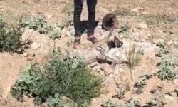 Şanlıurfa'da nesli tehdit altındaki çizgili sırtlan ölü bulundu