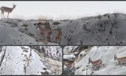 Elazığ'da dağ keçileri drone ile görüntülendi