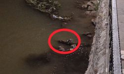 Diyarbakır'da Dicle Nehri'nde su samuru görüldü