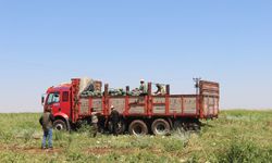 Diyarbakır'da kavurucu sıcakta karpuz işçilerinin zorlu mesaisi