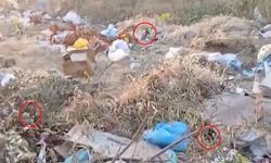 Diyarbakır'da toplanmayan çöpler fare yuvasına döndü: Mahalle halkından tepki