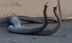 Diyarbakır'da yılanlar şehre indi! İşte o görüntüler