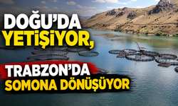 Doğu'da yetişiyor, Trabzon'da somona dönüşüyor
