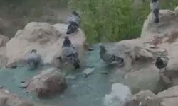 Elazığ'da kavurucu sıcaktan bunalan güvercinler suyla serinledi