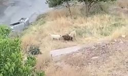 Elazığ’da sokak köpekleri 2 keçiyi telef etti