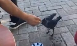 Elazığ'da vatandaş, kargayı elleriyle besledi