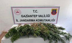 Gaziantep’te kenevir ekimine jandarma operasyonu