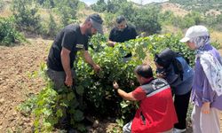 Gercüş'teki bağlarda hastalık ve zararlı denetimleri sürüyor
