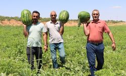 Kar suyunun bereketi karpuza lezzet katıyor