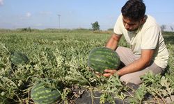 Diyarbakır'ın karpuz haritası: Üretimin yaklaşık yarısı tek ilçeden