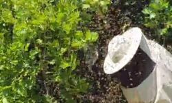 Kovandan firar eden binlerce arı meşe ağacına oğul verdi