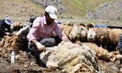 Koyun kırkma mesaisi başladı: Yayla hazırlıkları hız kazandı