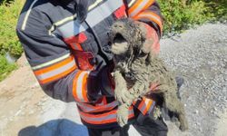 Malatya'da beton içerisinde mahsur kalan yavru köpek kurtarıldı