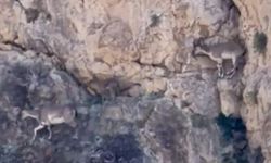 Malatya'da yaban keçileri sürü halinde görüntülendi
