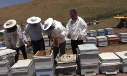 Pervari balı için üretim sezonu başladı