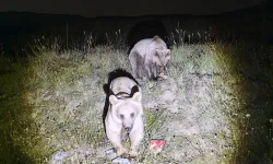Nemrut Kalderası'nın simgesi ayılar yeniden görüldü