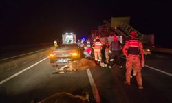 Otomobil ineklere çarptı: 2 inek telef oldu, 2 yaralı