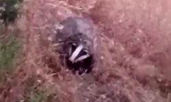 O canlı, Batman'da görüntülendi