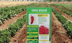 Şanlıurfa'da ata tohumları korunarak üreticilere dağıtılıyor