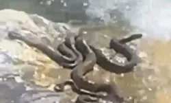 Sıcaklardan bunalan yılanlar su kenarında görüntülendi