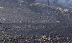 Siirt’teki yangında 50 dönümlük alan kül oldu