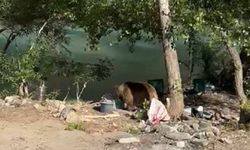 Tunceli'de bozayı piknikçilerin sofrasına indi