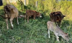 Uçurumdan düşen ineği için gözyaşı döken Ayni teyzeye yardım eli