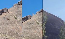 Van’da yaban keçileri yerleşim yerinde görüntülendi