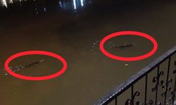 Diyarbakır'da su samurları yeniden ortaya çıktı!