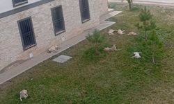 Diyarbakır'da TOKİ sakinlerinden başıboş köpek tepkisi