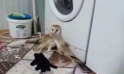 Yaralı baykuş tedavi altına alındı