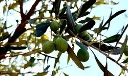 Zeytin bahçelerinde hasar tespit çalışmaları başladı