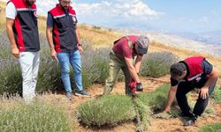 7 bin kök lavantada hasat zamanı