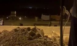 Adıyaman'da çizgili sırtlan köye indi