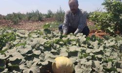Asırlık tatlar sofralara gelmeye başladı
