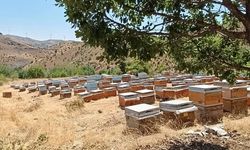 Diyarbakır'da bal sağımı başladı