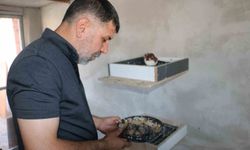 Diyarbakır'da yanan güvercin oteli yeniden kapılarını açtı