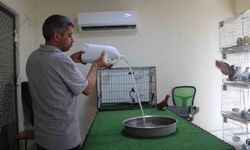 Diyarbakır'da binlerce liralık güvercinlere 'klimalı' ve 'havuzlu' konfor